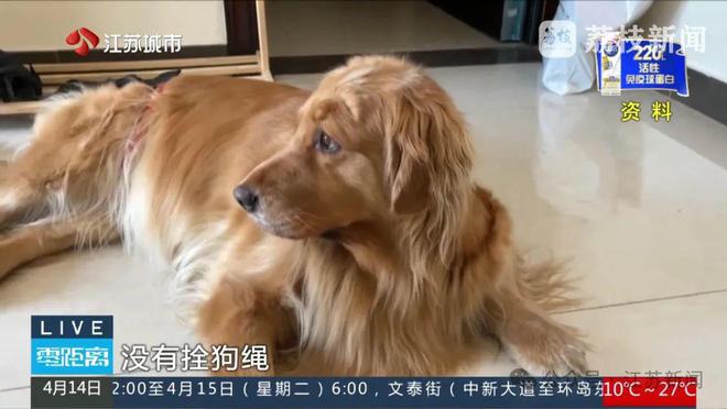 八旬老人被邻居家狗狗扑倒致死，邻居不愿赔10万，法院判决上热搜
