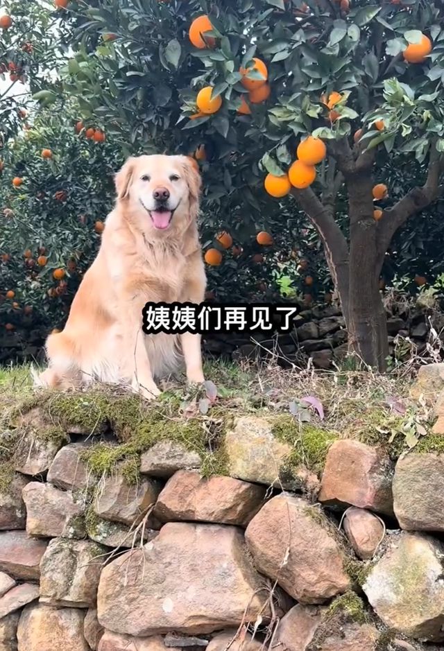 突发心脏病！摘橙子的网红小狗“毛毛”离世