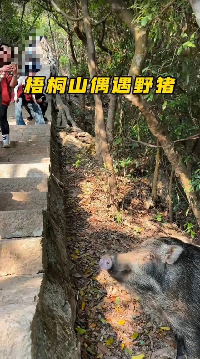 深圳梧桐山野猪接受游客投喂“眼神清澈”，野救中心：受威胁会防御，不建议投喂