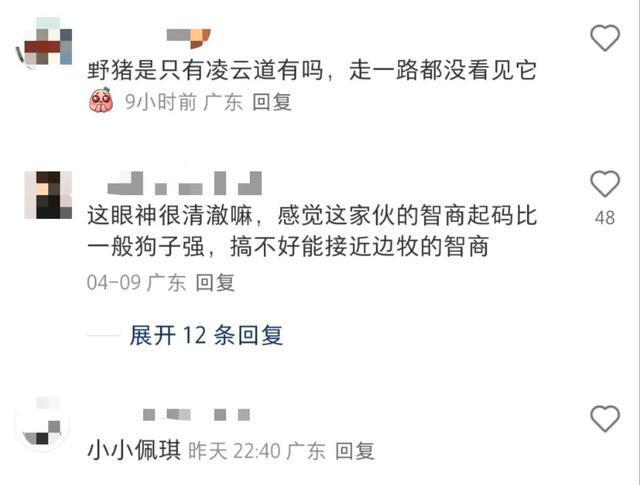 深圳梧桐山野猪接受游客投喂“眼神清澈”，野救中心：受威胁会防御，不建议投喂