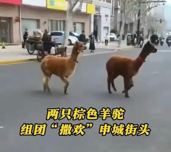 上海两只羊驼“越狱”，窜上机动车道，30多人联合追捕