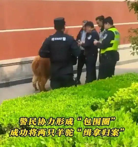 上海两只羊驼“越狱”，窜上机动车道，30多人联合追捕