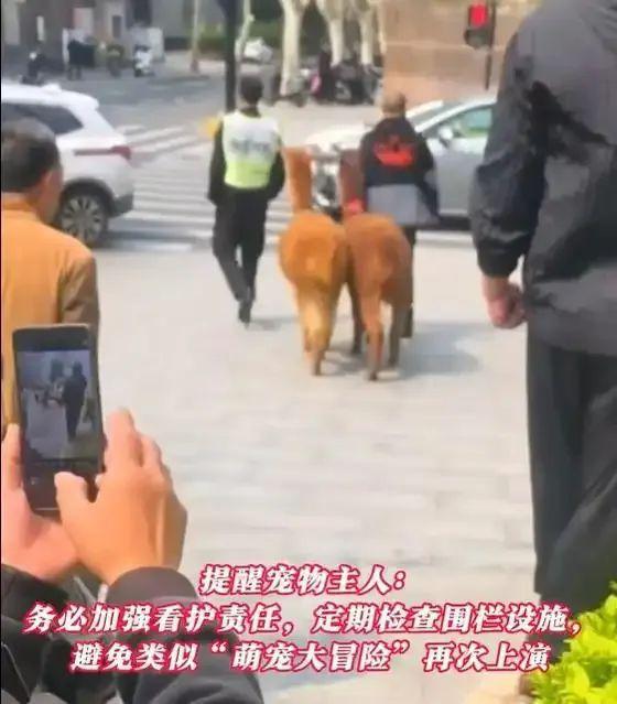 上海两只羊驼“越狱”，窜上机动车道，30多人联合追捕
