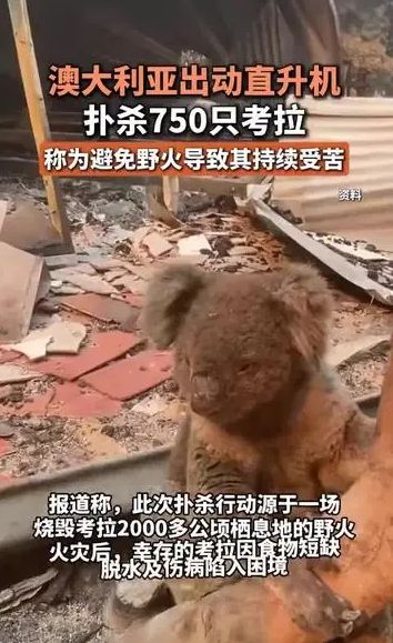 澳大利亚扑杀750只山火中幸存的考拉，救治成本高？为了省钱？
