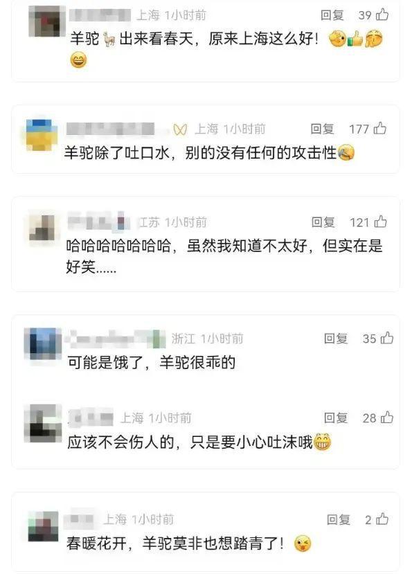 上海两只羊驼“越狱”，窜上机动车道，30多人联合追捕