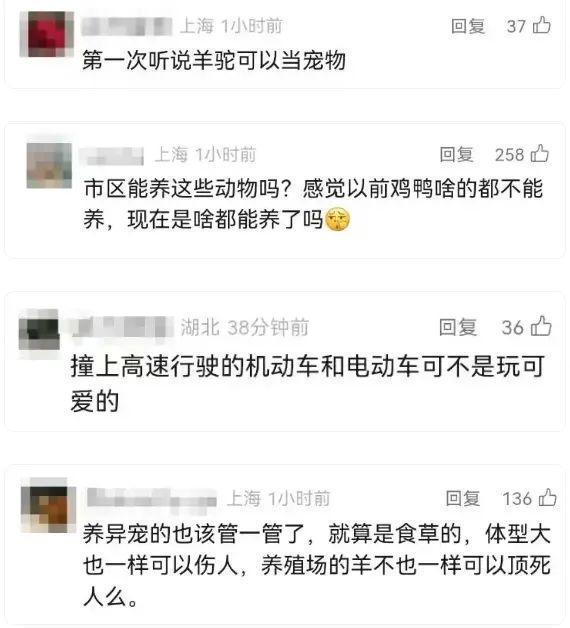 上海两只羊驼“越狱”，窜上机动车道，30多人联合追捕