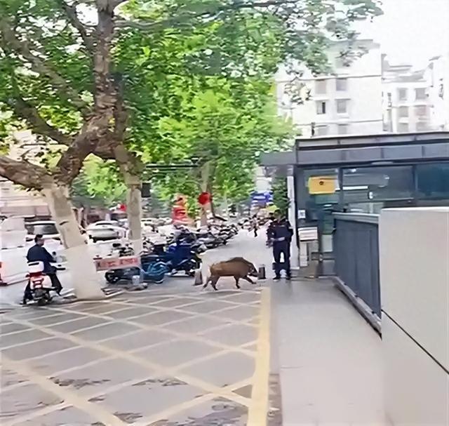 野猪大闹江苏电视台引关注，为何南京成了“野猪之城”？