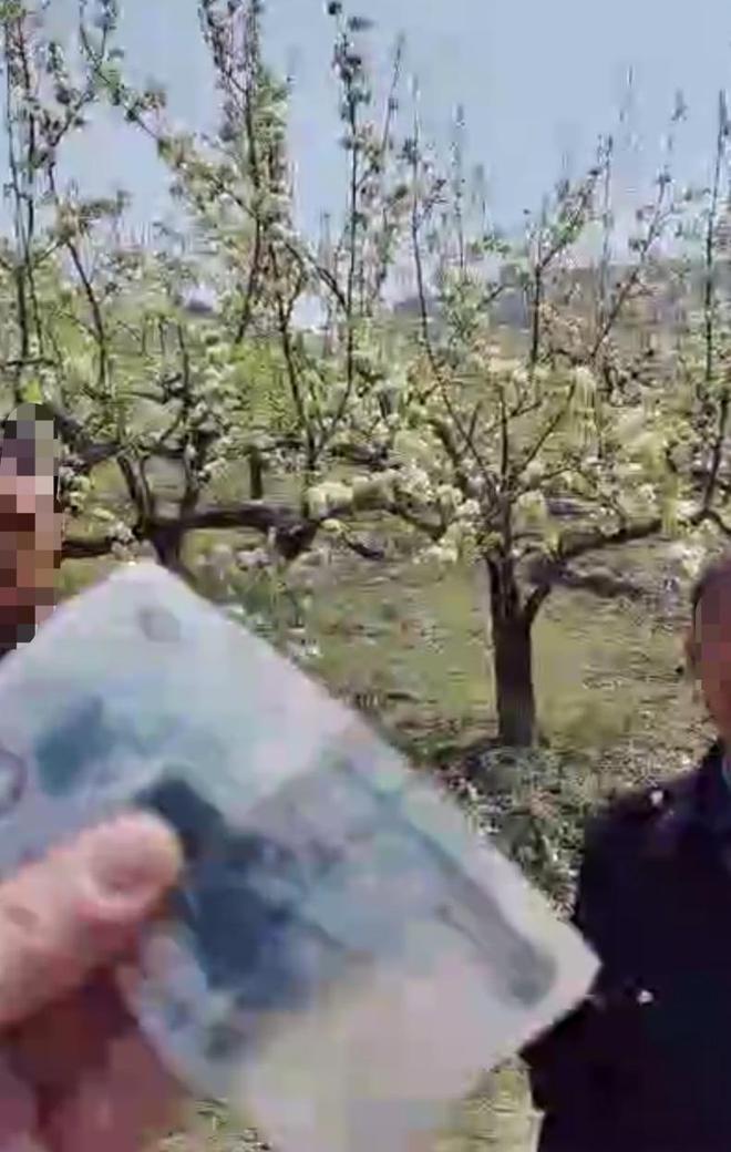 网友称开车进山挖野菜，遇村民设卡收费每人10元；镇政府：村民拦路为防攀折梨花枝