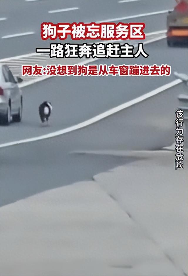 狗子被忘服务区狂奔追赶主人，最终跳窗而入，这默契绝了！