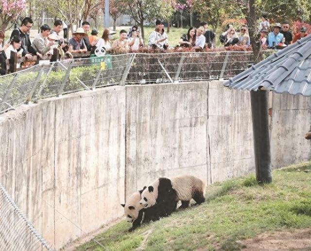 大风文旅|清明假期陕西旅游市场持续火热