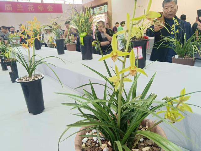 桐柏县大河镇：以兰为媒助推产业升级与开放合作