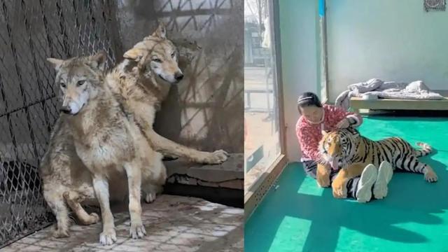 东北虎饲养员投喂狼，狼吓得瑟瑟发抖，这就是血脉压制？