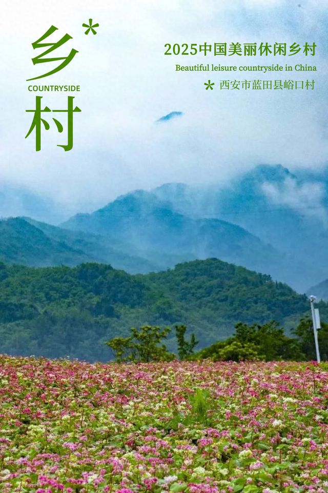 大风文旅 | 荞麦花开，远山如黛，近花似海，西安蓝田县峪口村，升级国家级！