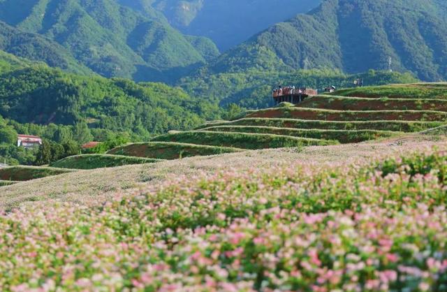 大风文旅 | 荞麦花开，远山如黛，近花似海，西安蓝田县峪口村，升级国家级！