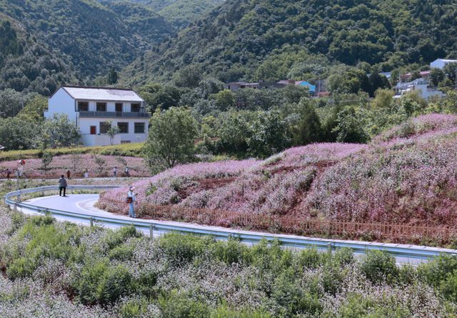大风文旅 | 荞麦花开，远山如黛，近花似海，西安蓝田县峪口村，升级国家级！