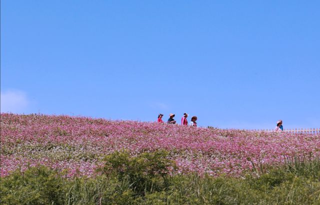 大风文旅 | 荞麦花开，远山如黛，近花似海，西安蓝田县峪口村，升级国家级！