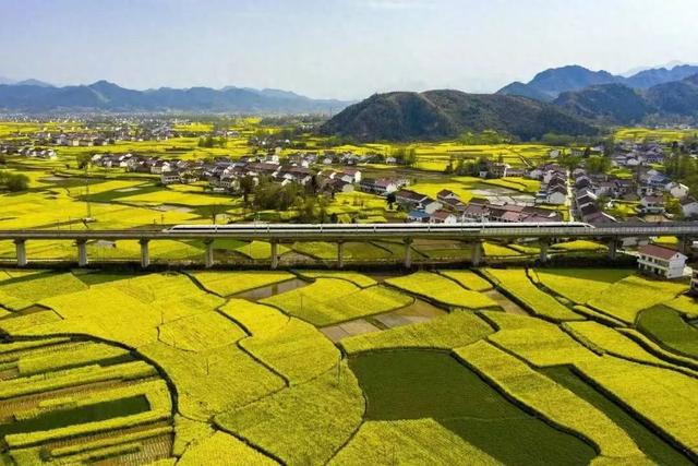 大风文旅 | 清明小长假“花期乡遇”，去陕西汉中“汉家故里 油菜花海”之旅，赏朱鹮在金黄花田间比翼飞