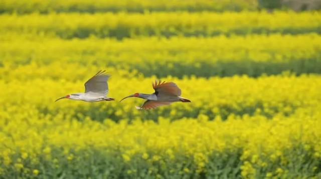 大风文旅 | 清明小长假“花期乡遇”，去陕西汉中“汉家故里 油菜花海”之旅，赏朱鹮在金黄花田间比翼飞