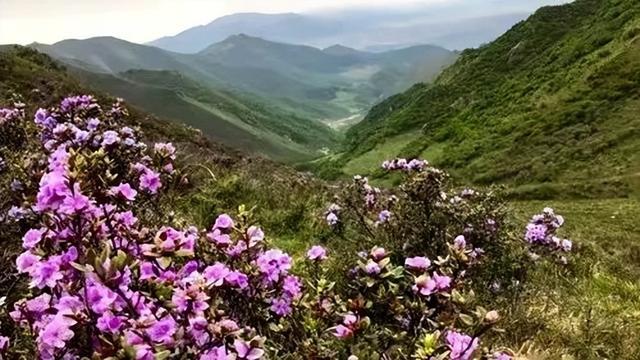 大风文旅 | 清明小长假“花期乡遇”，去陕西汉中“汉家故里 油菜花海”之旅，赏朱鹮在金黄花田间比翼飞