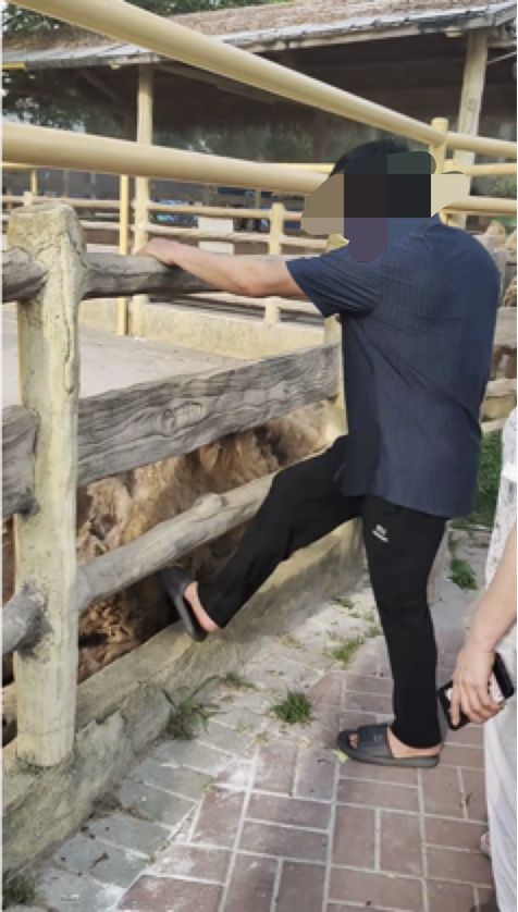 网友反映游客脚踹卧倒骆驼，园区回应：已贴提醒牌，会加强巡查