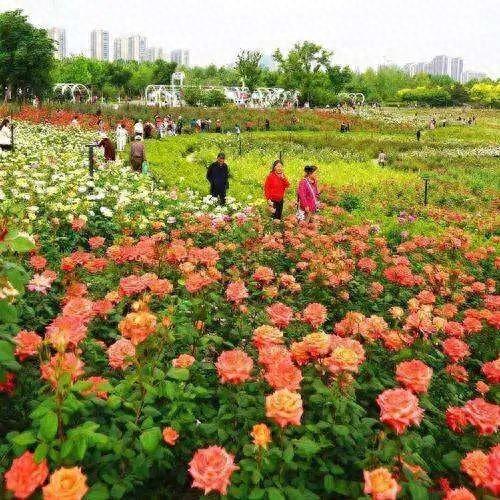 郑州月季正“爆花”！赏花攻略请收藏→