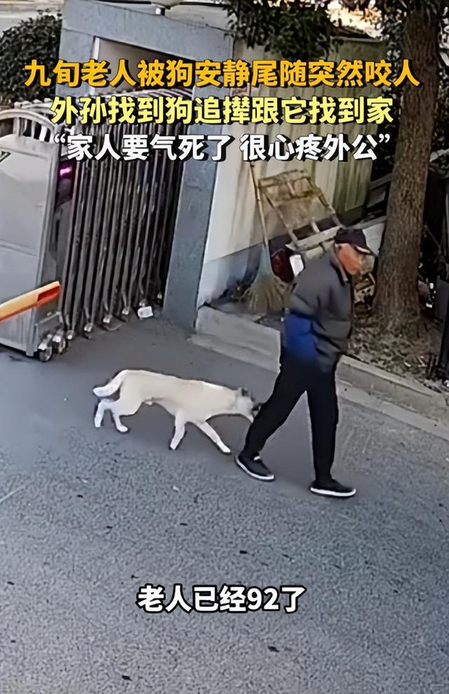 巴中恶犬再伤人！老人血染街头，为何狗患屡禁不止？