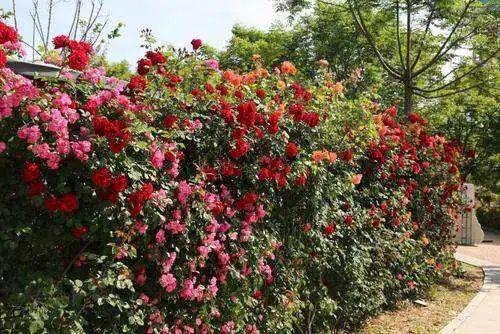 郑州月季正“爆花”！赏花攻略请收藏→