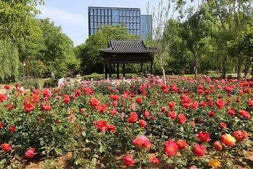 郑州月季正“爆花”！赏花攻略请收藏→