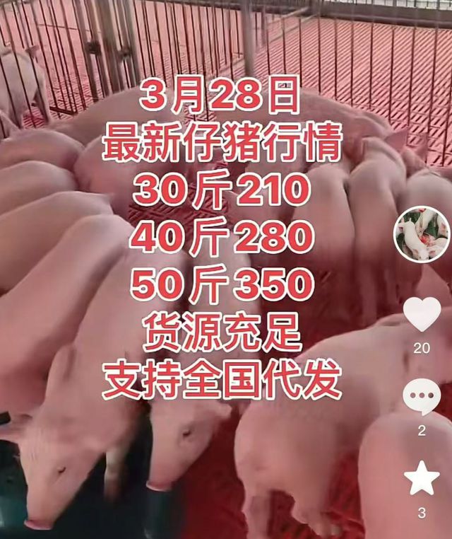 跨省买144头猪仔13天内全死亡，猪场损失10多万元维权未果；律师：动物最好线下就近买