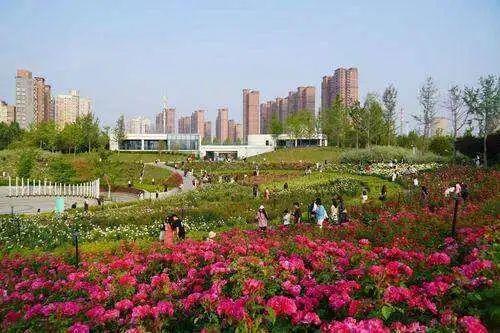 郑州月季正“爆花”！赏花攻略请收藏→