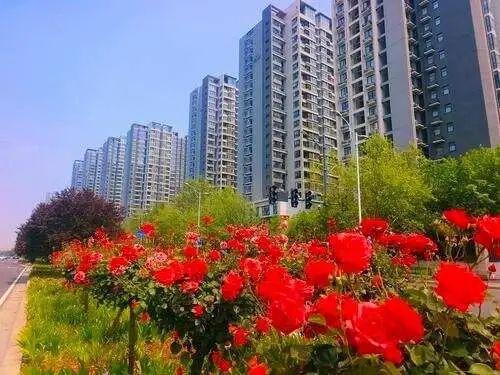 郑州月季正“爆花”！赏花攻略请收藏→