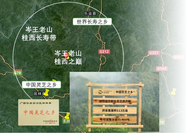 荠菜立大功？科研发现：或可在36小时内清除体内50%有害菌群