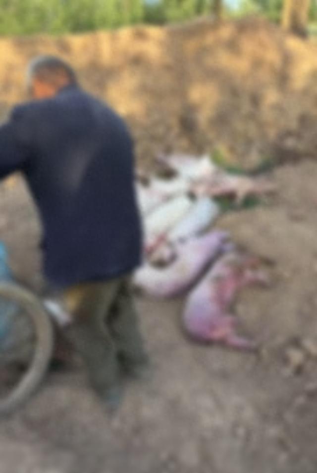 大风追踪｜“跨省买144头猪仔13天内全死亡，猪场损失10多万元”：莒南职能部门介入调查