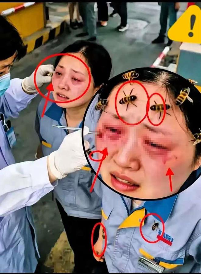 蜂农送蜜蜂去外地采蜜，收费站人员非要开箱检查不可，结果惨了