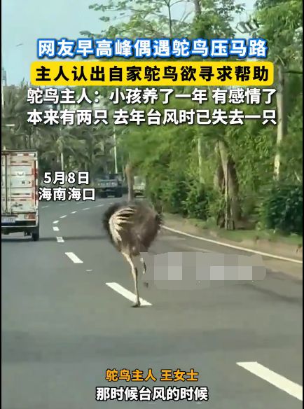 海口早高峰惊现鸵鸟压马路，鸵鸟的主人心急如焚四处寻找
