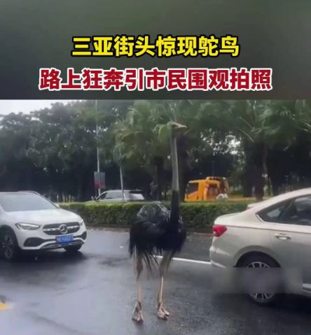海口早高峰惊现鸵鸟压马路，鸵鸟的主人心急如焚四处寻找