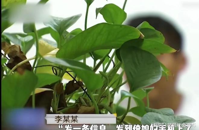 回顾：儿媳出轨村霸，儿子敢怒不敢言，老爷子出手，村霸命丧黄泉