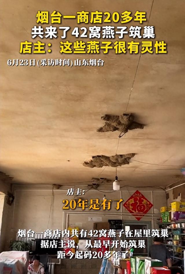 烟台这家小店火了！二十年 42 窝燕子安家，背后的故事很暖心