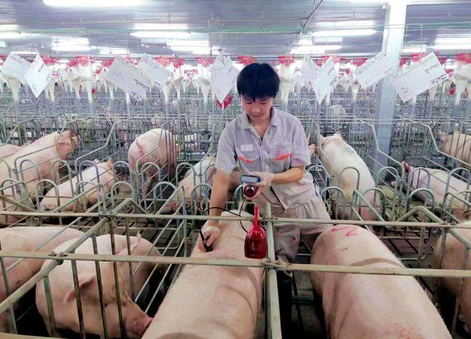 生猪二次育肥被禁？ 业内：投机行为有风险