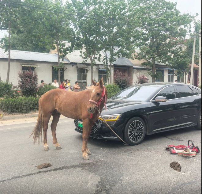 省道上突然蹿出受惊马，撞碎小车前挡风玻璃；车主郁闷：交警出警未定责，马主人索赔该咋办?