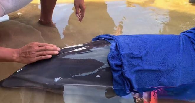 海南万宁2米长海豚搁浅海滩，众人为其披浴巾紧急救助