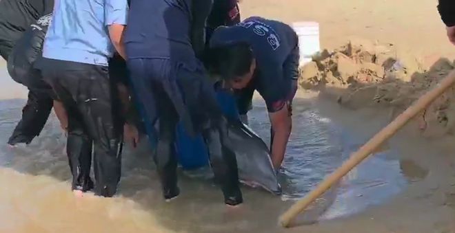 海南万宁2米长海豚搁浅海滩，众人为其披浴巾紧急救助